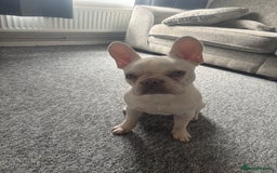 French Bulldog dogs for sale: 1 year old Frenchie  - Image 5