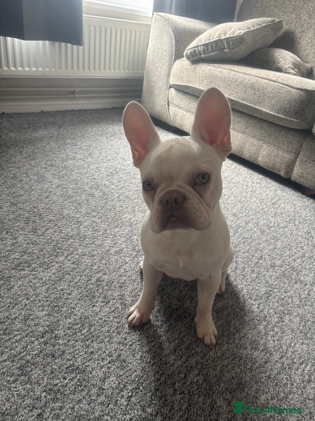 French Bulldog dogs for sale: 1 year old Frenchie  - Image 5