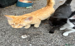 Mixed Breed cats for sale: Gorgeous farm/house kittens  - Image 7