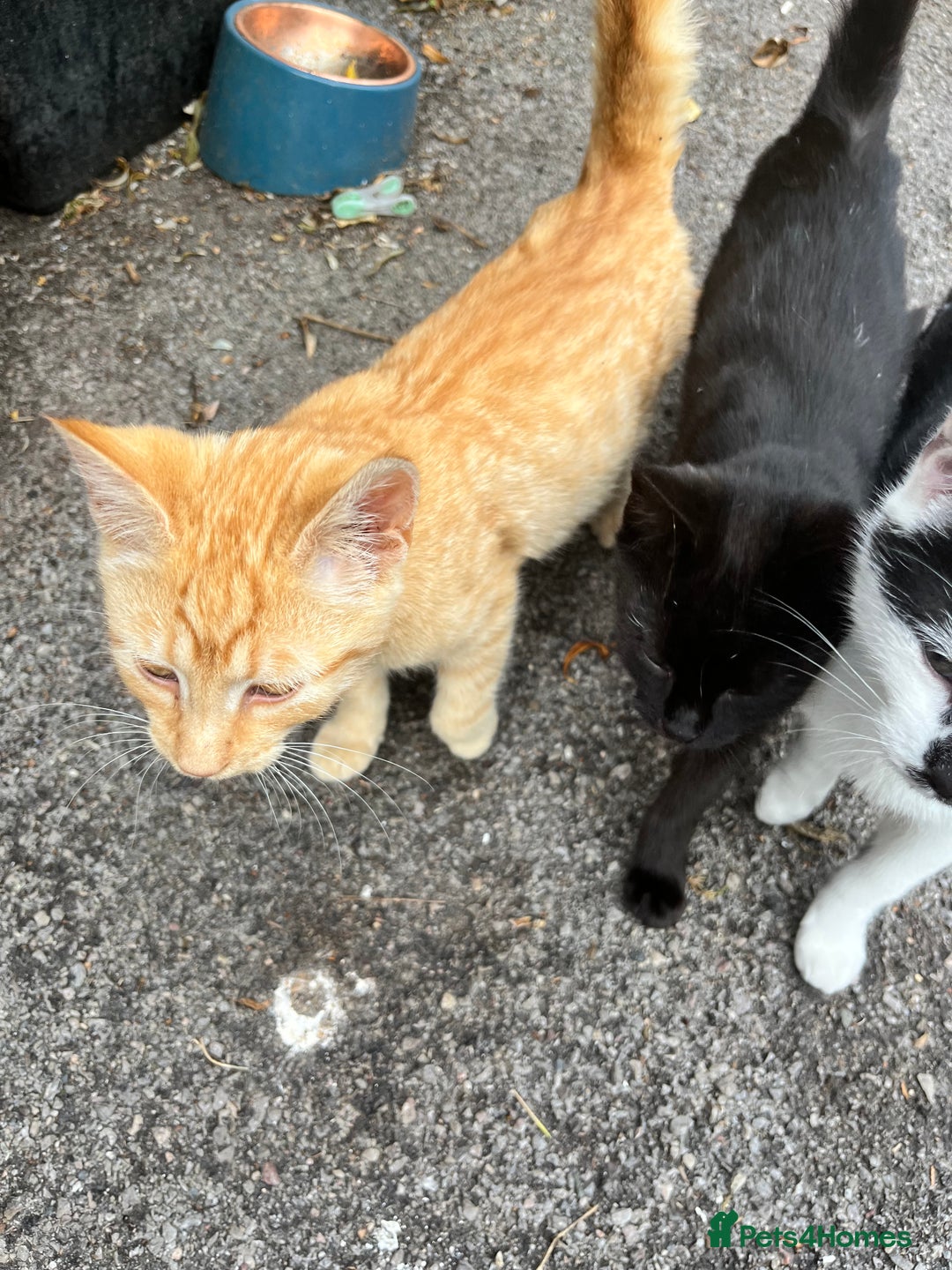 Mixed Breed cats for sale: Gorgeous farm/house kittens  - Image 7