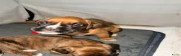 Boxer dogs for sale: 🐾 Exceptional KC Registered Boxer Puppies 🐾 - Advert 12