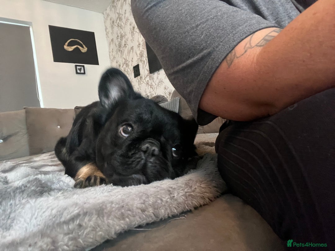 French Bulldog dogs for stud: Big fluffy frenchie boy - Image 8