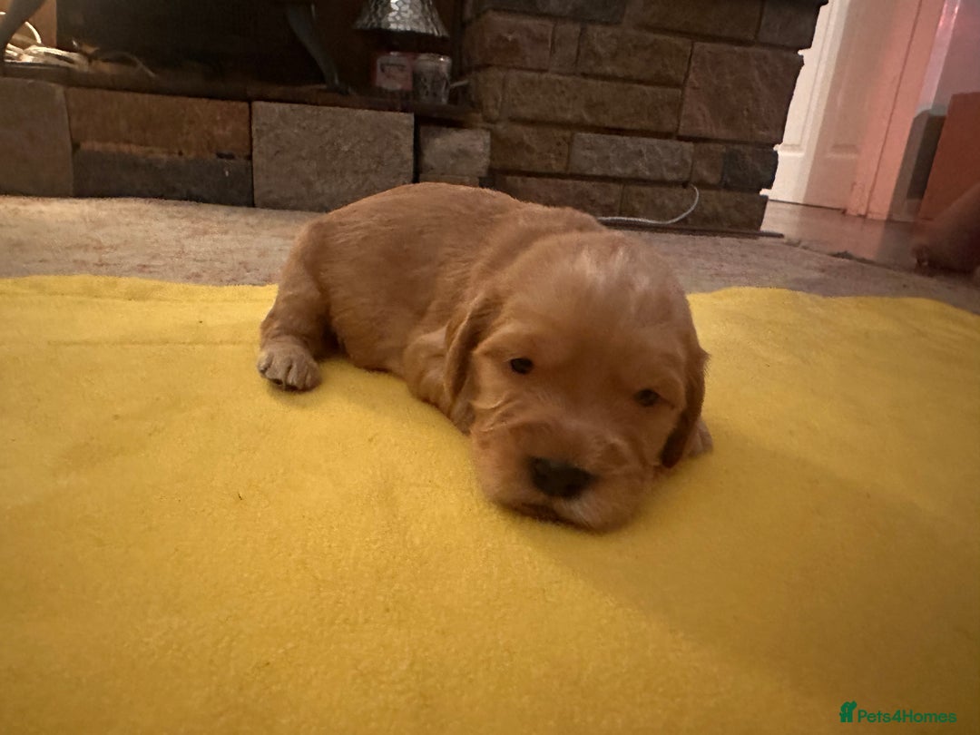 Mixed Breed dogs for sale: Beautiful Labradoodle x Cocker Spaniel Puppies - Advert 12