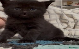 Ragdoll cats for sale: Kittens for sale - Image 2