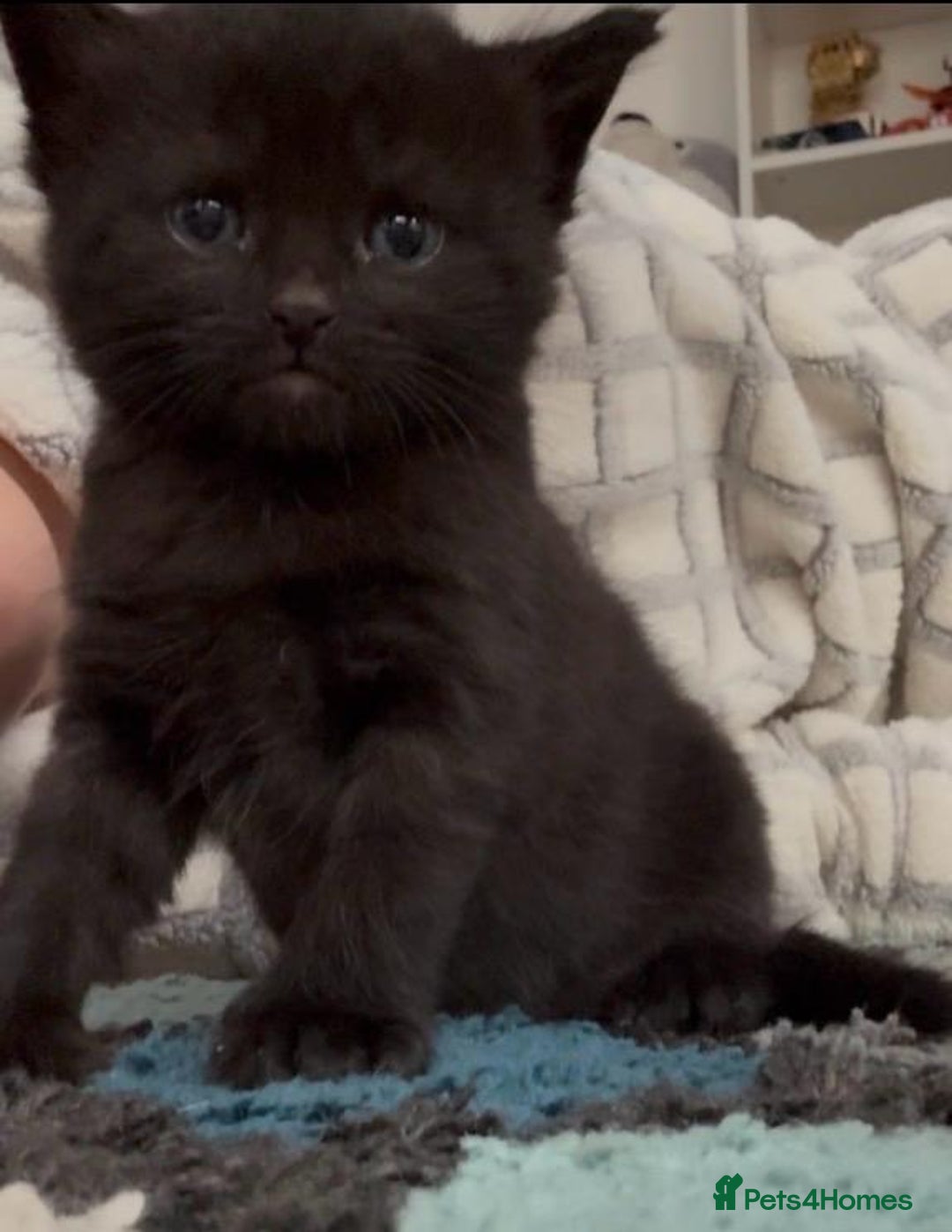 Ragdoll cats for sale: Kittens for sale - Image 2