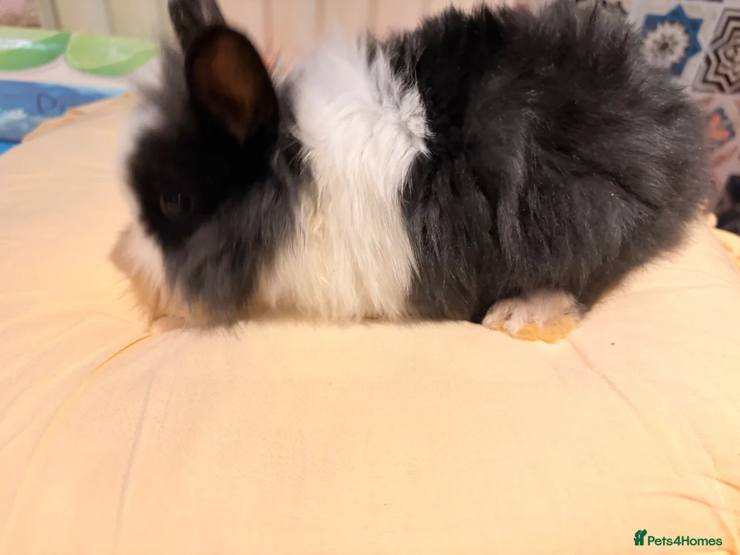 Lionhead rabbits for sale: Lion head bunny - Advert 2