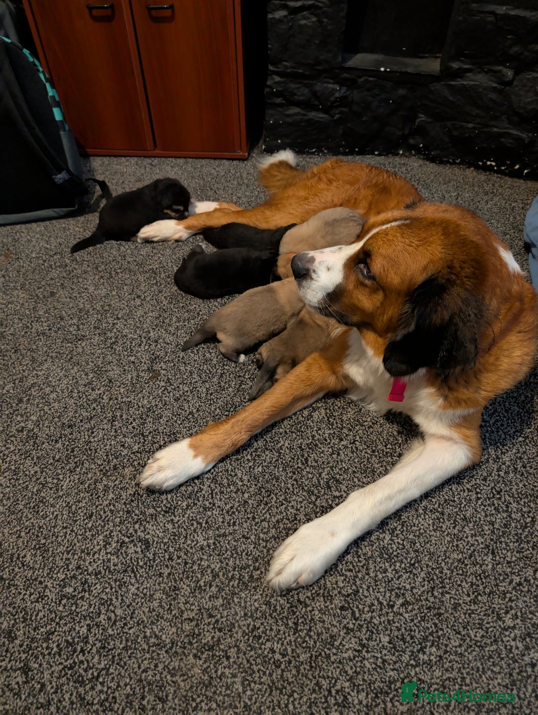 Mixed Breed dogs for sale: St Bernese X swiss Shepard pups - Image 9