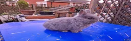 Netherland Dwarf rabbits for sale: Adorably Cute Baby Netherland Dwarves- M and F  - Advert 11