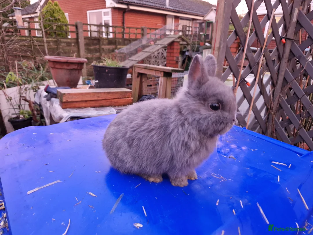 Netherland Dwarf rabbits for sale: Adorably Cute Baby Netherland Dwarves- M and F  - Advert 11