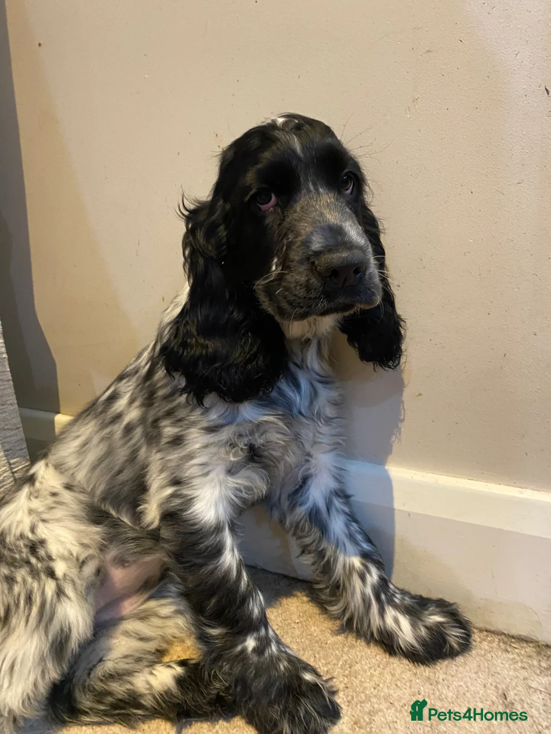 Cocker Spaniel dogs for sale: 1 of 9 beautiful full cocker spaniel pups left - Advert 1