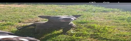 Staffordshire Bull Terrier dogs for sale: Blue KC Registered staffordshire bull terriers  - Advert 24