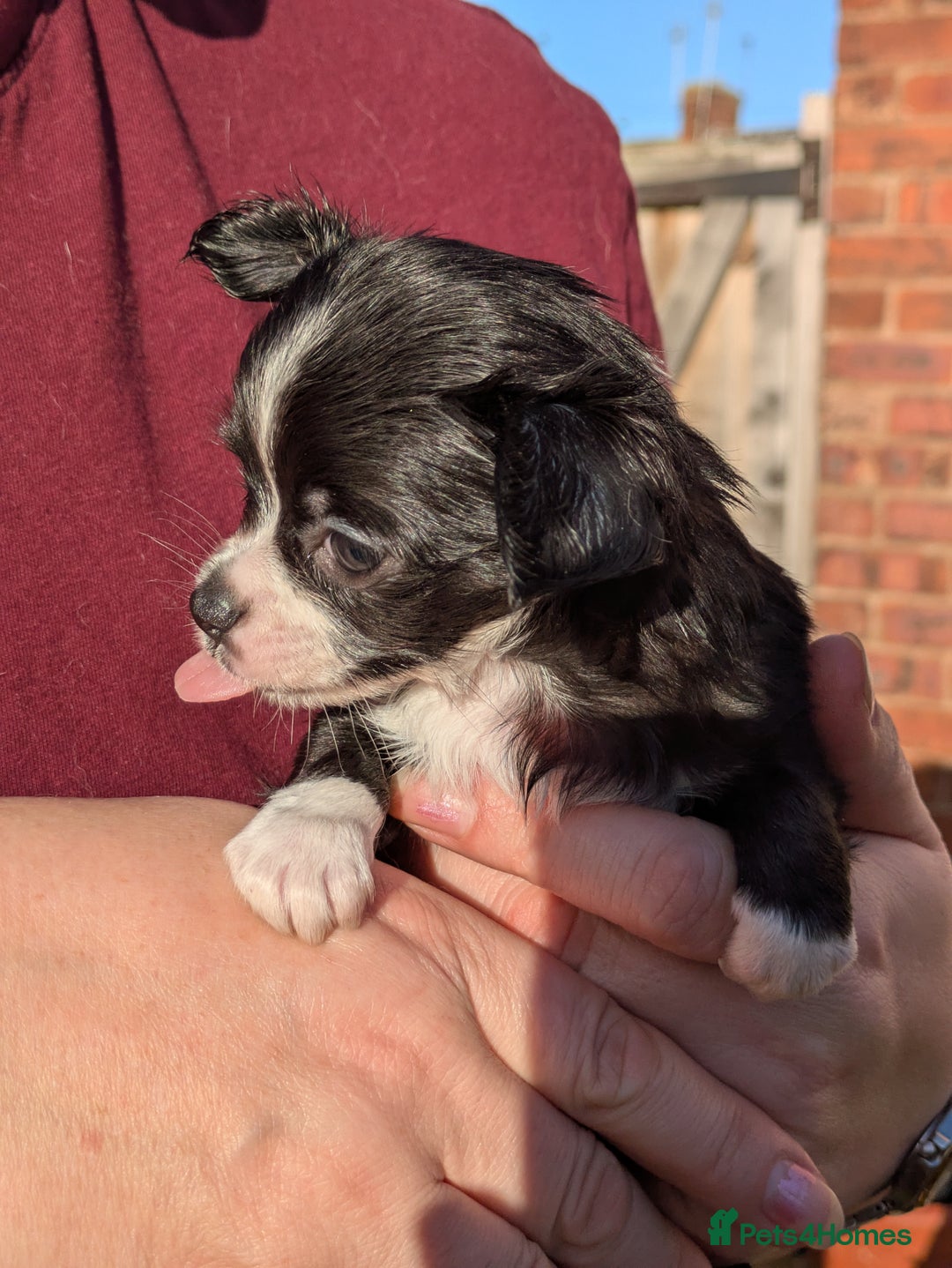 Chihuahua dogs for sale: Rare colour and tiny pedigree Chihuahuas  - Advert 14