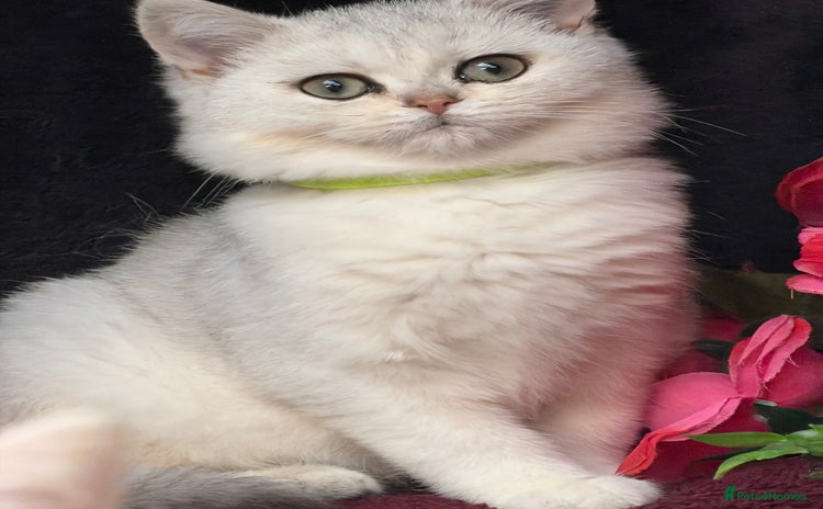 British Shorthair cats - Advert 15