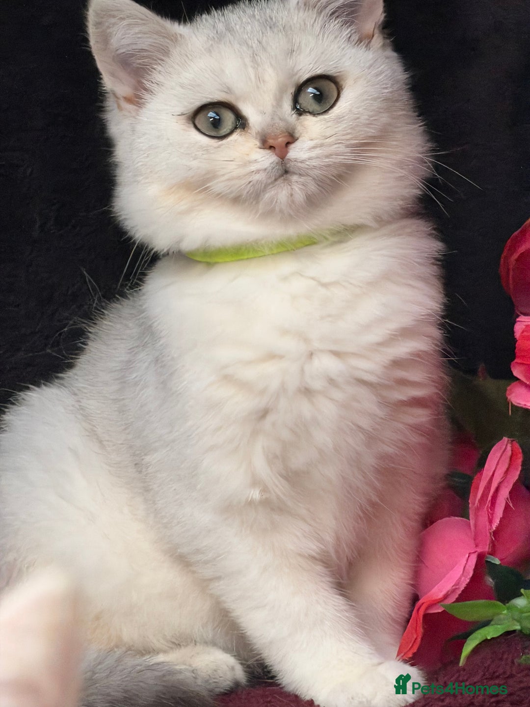 British Shorthair cats for sale: British shorthair kittens golden silver TICA - Image 1
