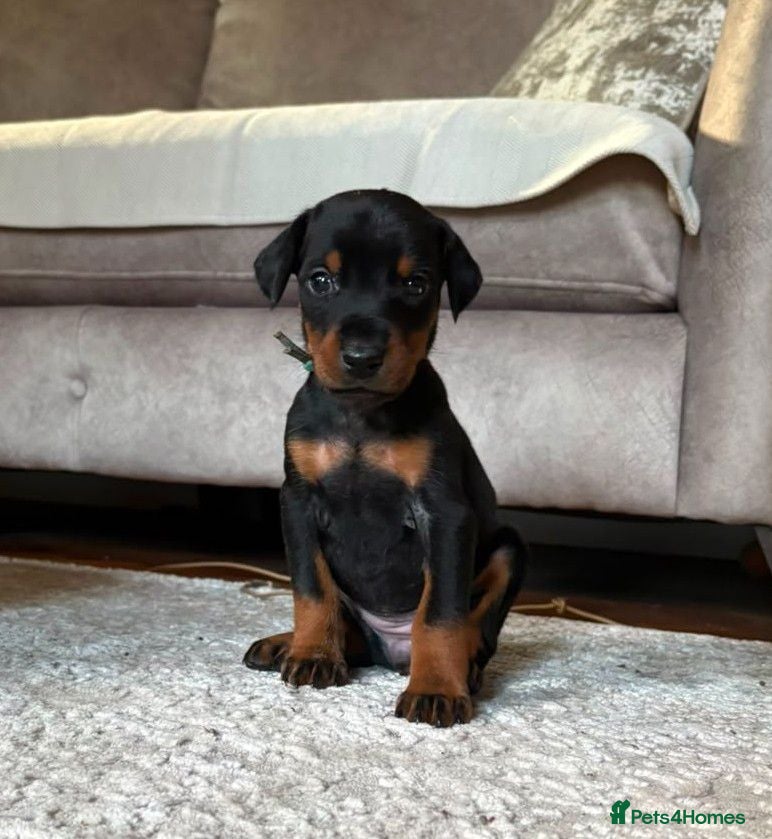 Dobermann dogs KC registered Dobermann pups - Advert 1