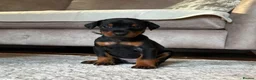 Dobermann dogs for sale: KC registered Dobermann pups - Advert 1