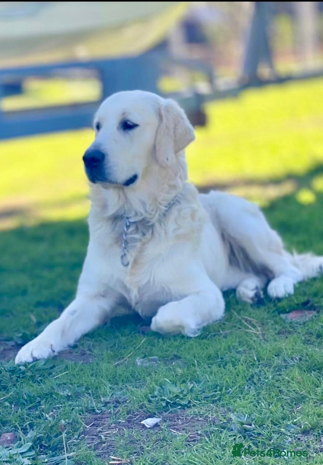 Golden Retriever dogs for sale: Exceptional KC Goldens- MULTI Champions Bloodline - Image 13
