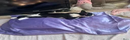 Mixed Breed cats for sale: Black and white tuxedo female with golden eyes  - Advert 7