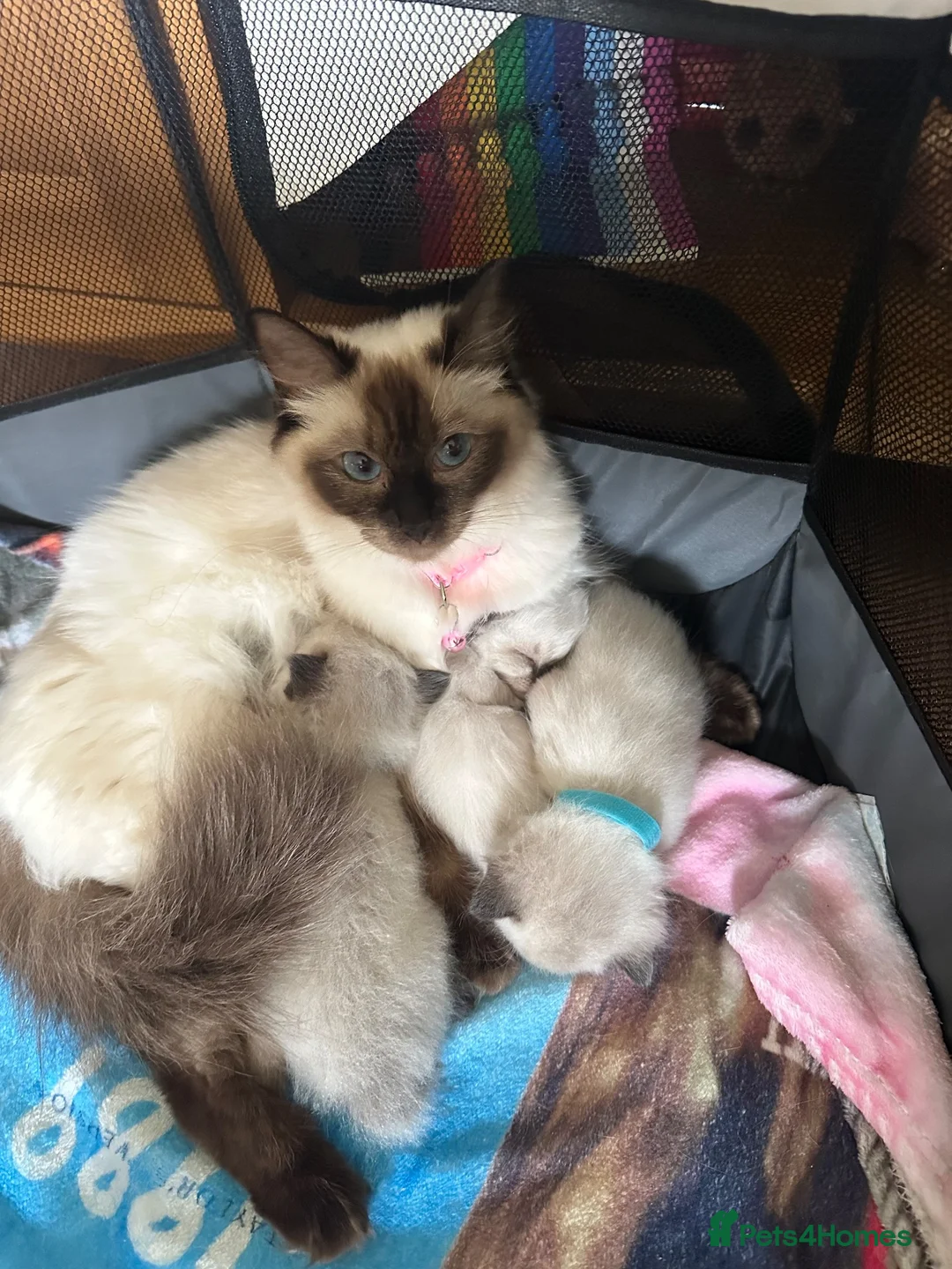 Ragamese cats for sale: Ragdoll X Siamese kittens Ragamese in Larbert - Advert 1