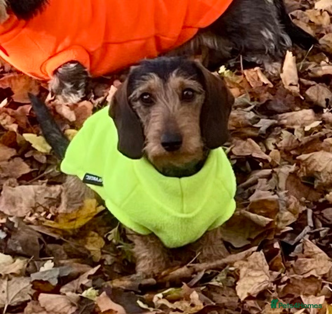 Miniature Dachshund dogs for sale: Miniature Wirehaired Dachshund  - Advert 4
