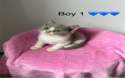 British Shorthair cats for sale: 💗💙💗💙GCCF BRITISH SHORTHAIR KITTENS  - Image 1