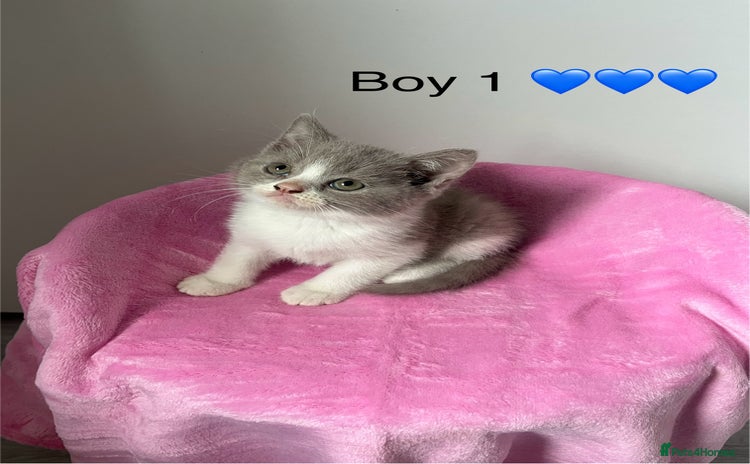 British Shorthair cats - Advert 2