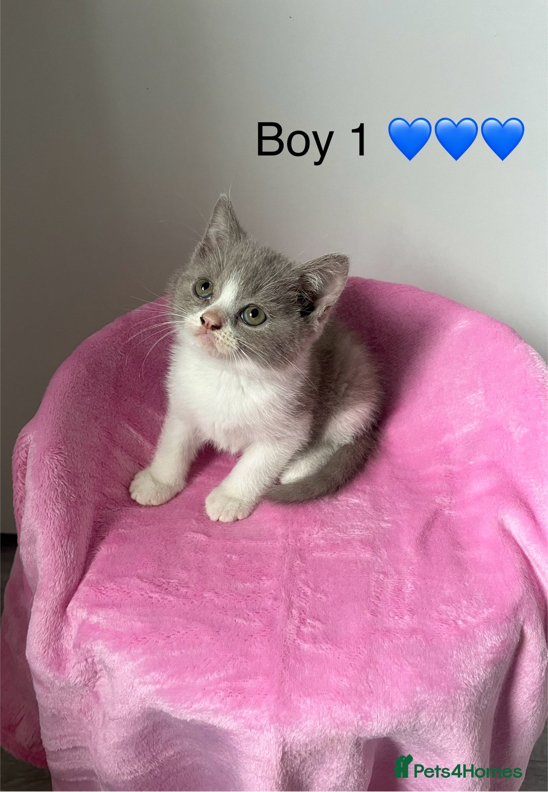 British Shorthair cats for sale: 💗💙💗💙GCCF BRITISH SHORTHAIR KITTENS  - Image 1