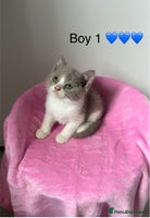 British Shorthair cats - Advert 2