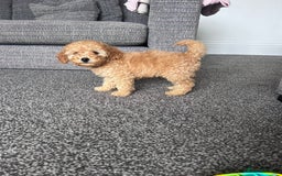 Miniature Poodle dogs for sale: Miniature poodle - Image 4