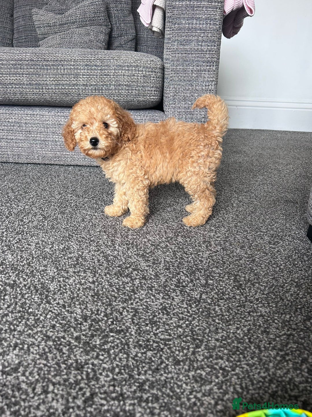 Miniature Poodle dogs for sale: Miniature poodle - Image 4