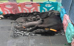 Great Dane dogs for sale: Great Dane puppies - Image 12