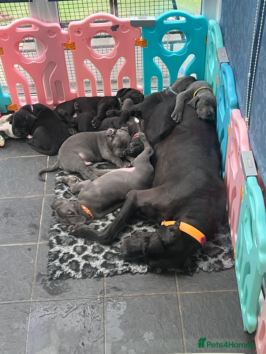Great Dane dogs for sale: Great Dane puppies - Image 12