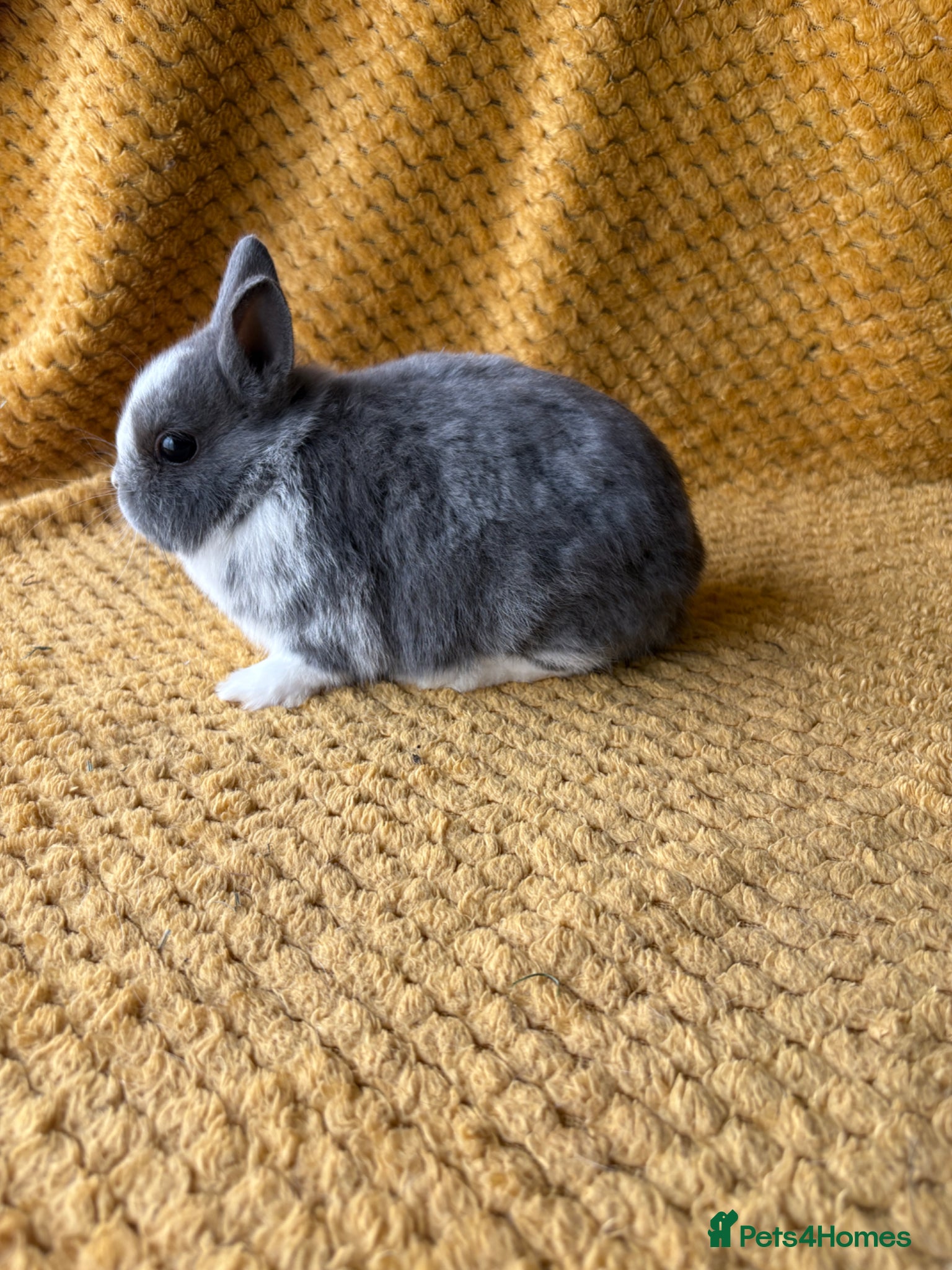 Netherland Dwarf rabbits Gorgeous Netherland dwarves  - Advert 2