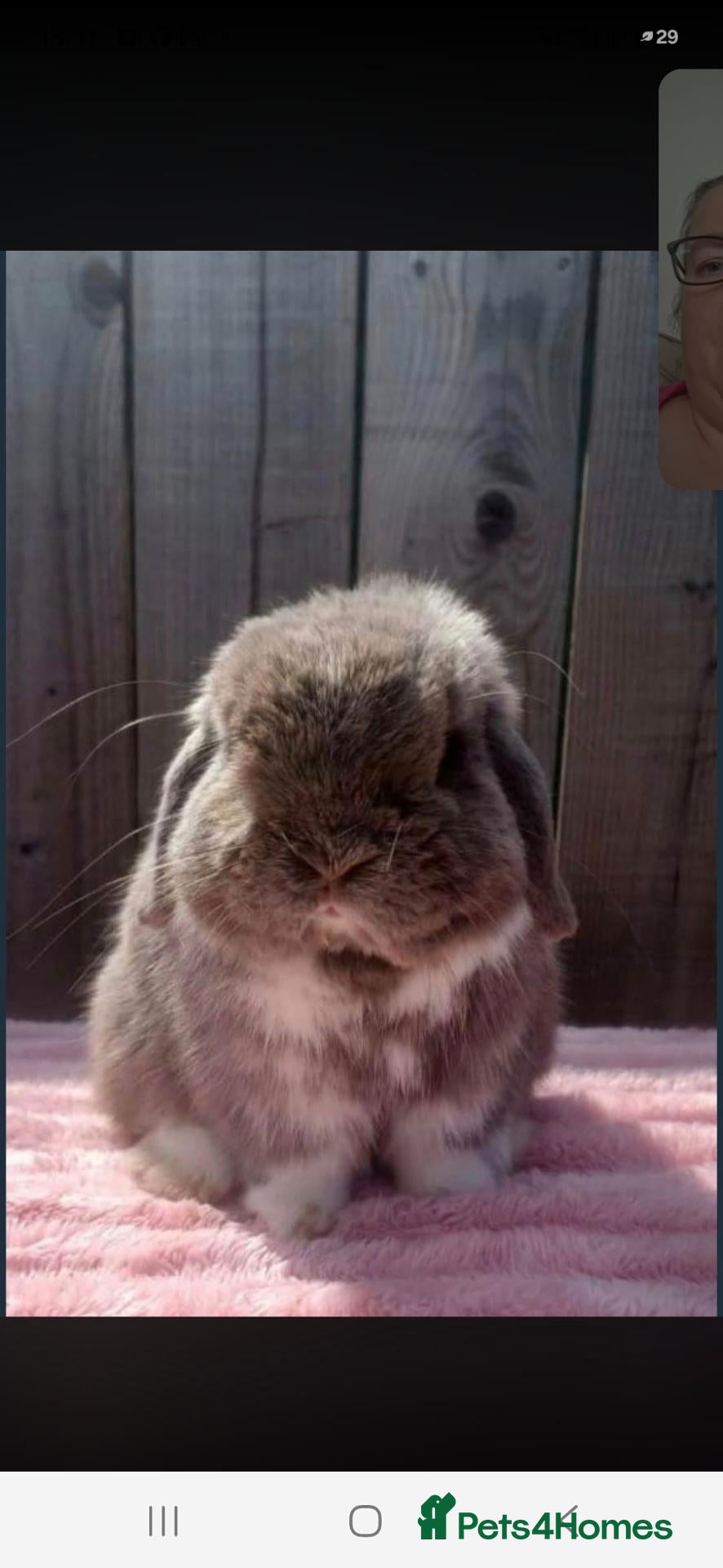 Mini Lop rabbits Mini lop boy 10 month old - Advert 8