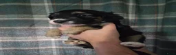 Mixed Breed dogs for sale: Beautiful Bordoodle Puppies from family home - Advert 5