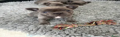 French Bulldog 4