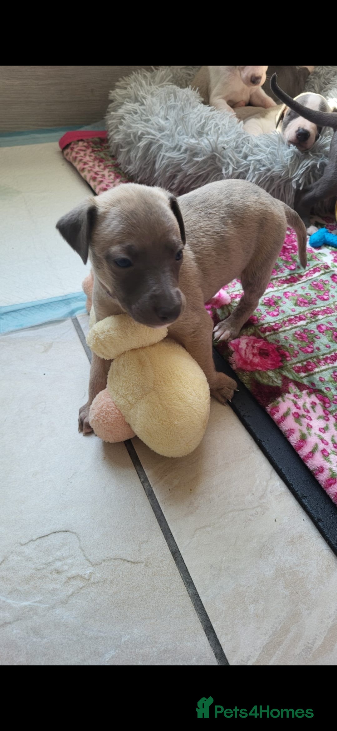 Whippet dogs Beautiful kc puppies not ready for 6 weeks  - Advert 2