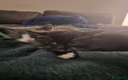 Domestic Shorthair cats for sale: X2 kittens - Image 4