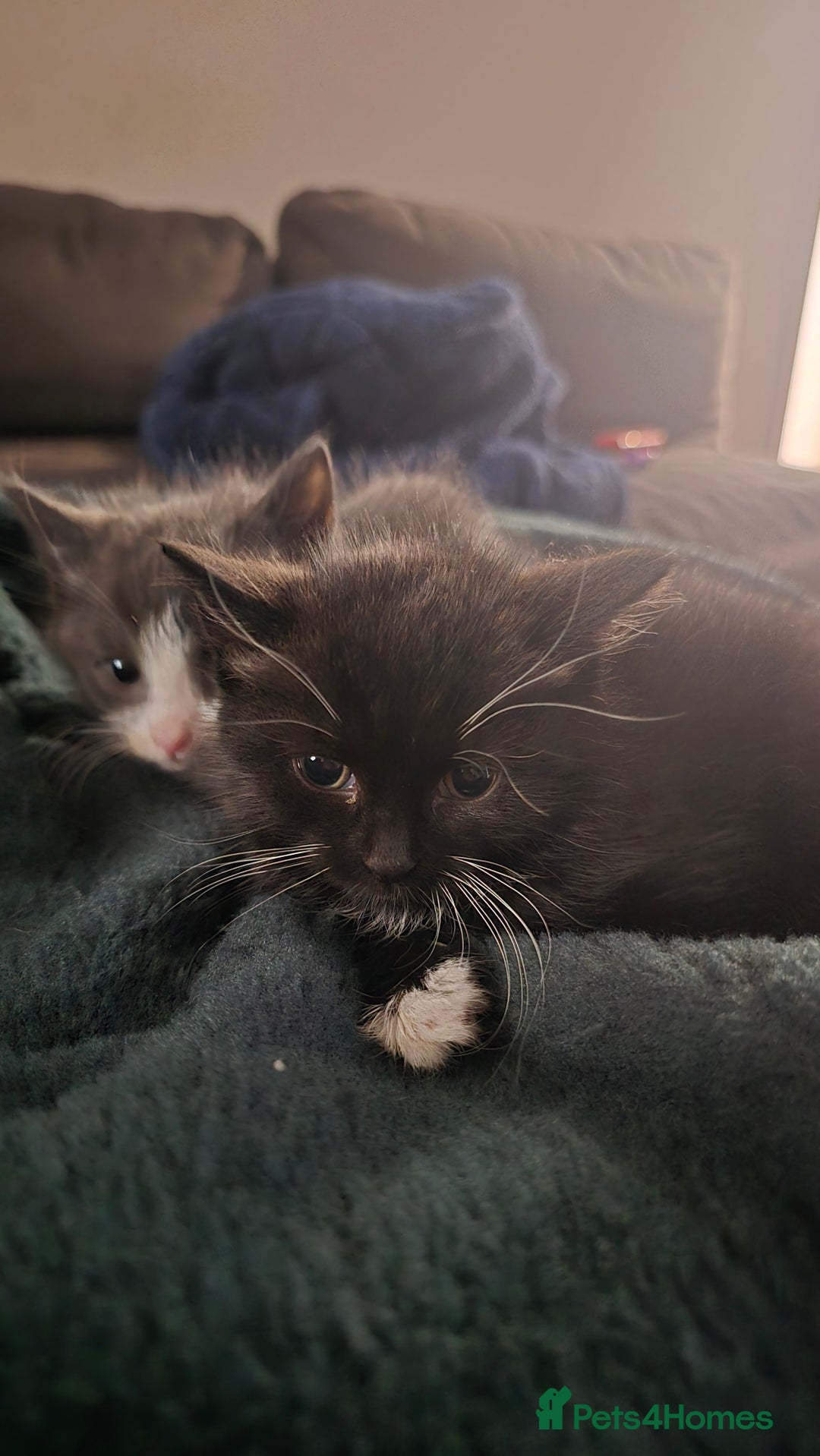 Domestic Shorthair cats for sale: X2 kittens - Image 4