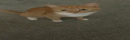 Mixed Breed cats for sale: Beautiful fluffy kittens - Advert 5