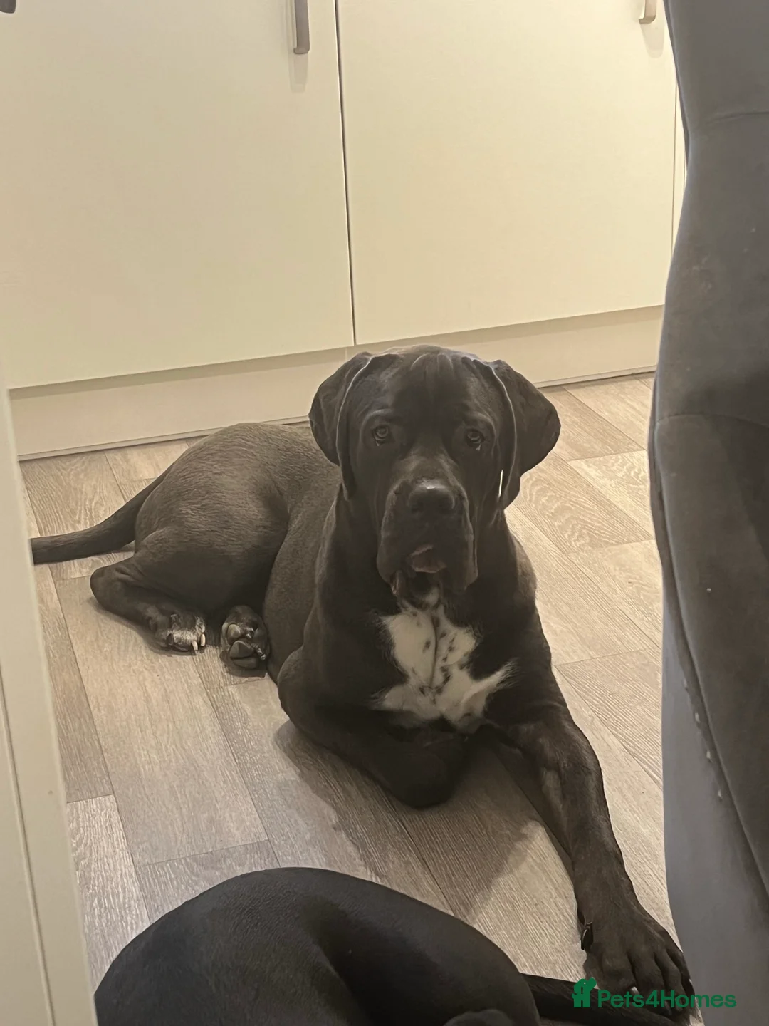 Cane Corso dogs for stud: FOR STUD Beautiful Blue Cane Corso in Sandy - Advert 8