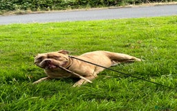 American Bully dogs for sale: Gugo American bully chocolate merle  - Advert 6