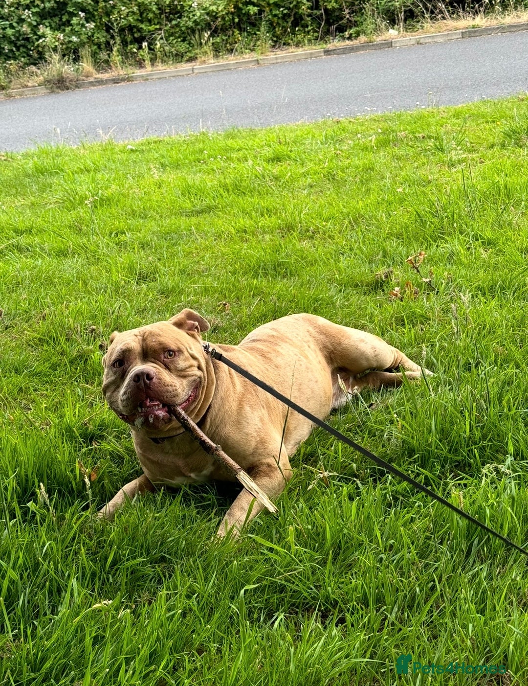 American Bully dogs for sale: Gugo American bully chocolate merle  - Advert 6