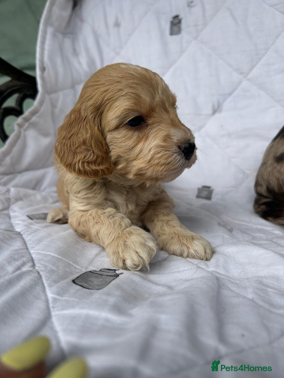 Cockapoo dogs for sale: Cockapoo puppies beautiful colours  - Image 16