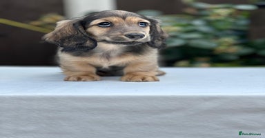 Miniature Dachshund dogs - Advert 4