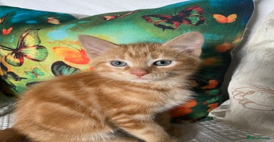 Ragcoon cats - Advert 8
