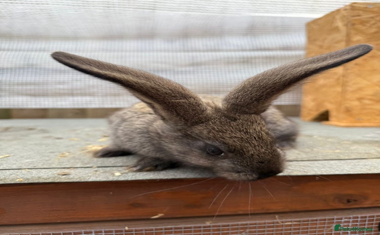 Continental Giant rabbits - Advert 3