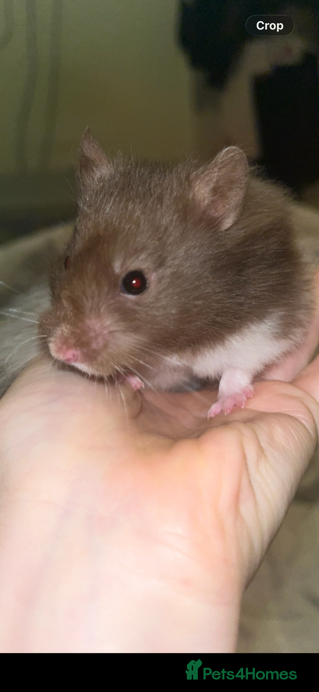 Hamster rodents for sale: male hamster  - Advert 3