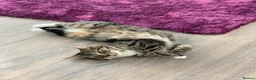 Mixed Breed cats for sale: Maddie - Advert 5