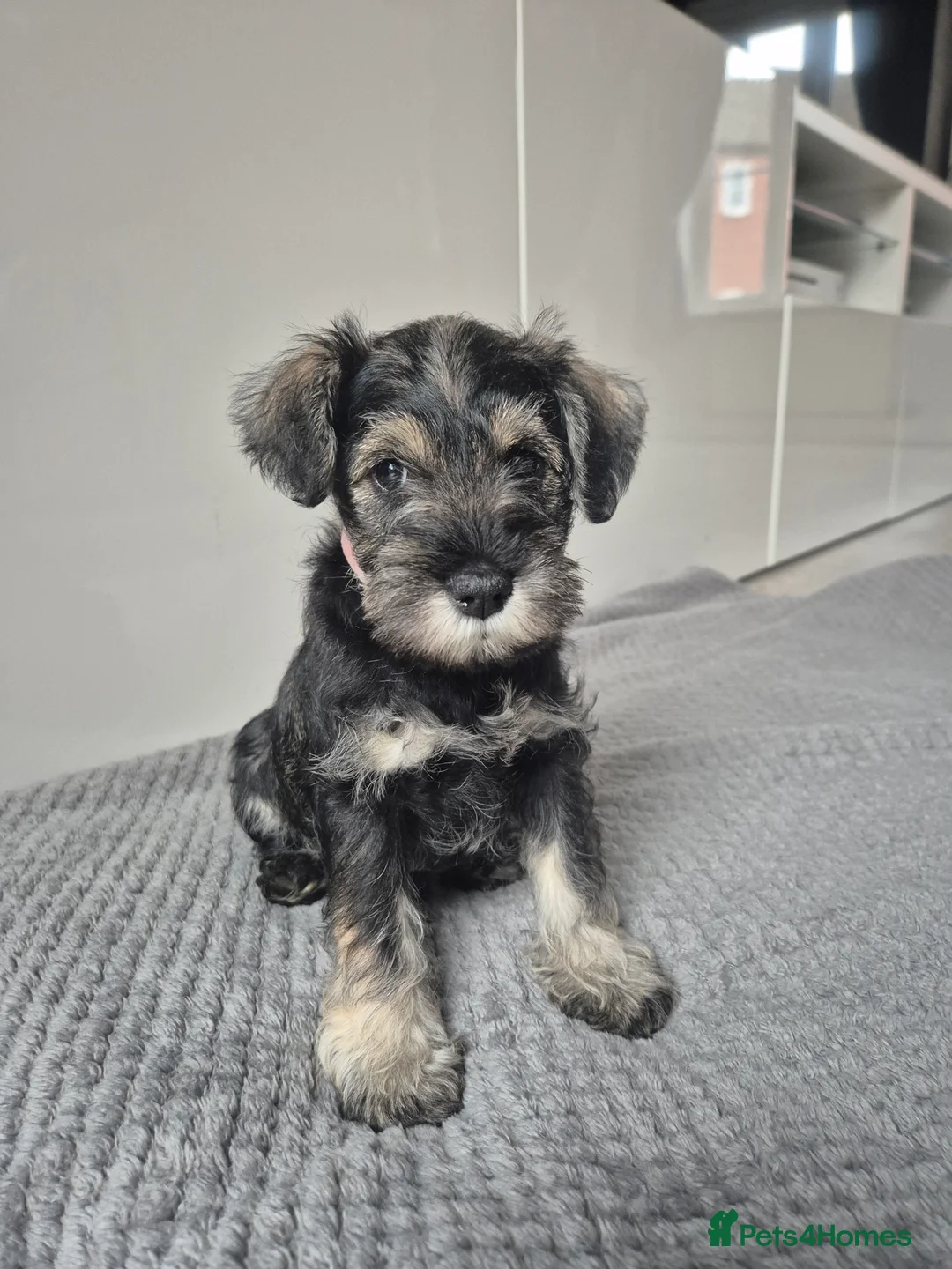 Miniature Schnauzer dogs for sale: KC Registered Miniature Schnauzer Puppies - Advert 27